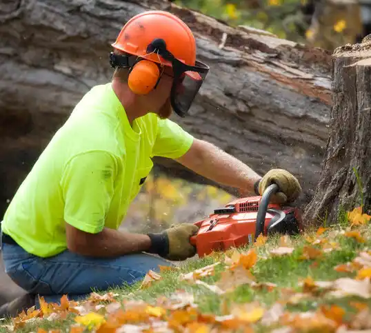 tree services Salisbury